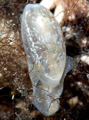 Roxaniella multistriata