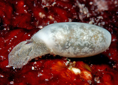 Roxaniella multistriata