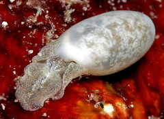 Roxaniella multistriata