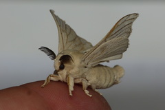 Bombyx mori
