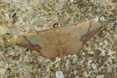 Idaea ostrinaria