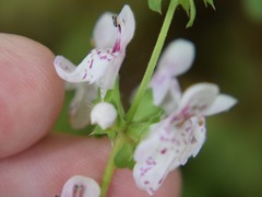 Stachys rigida