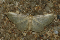 Idaea politaria