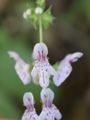 Stachys rigida