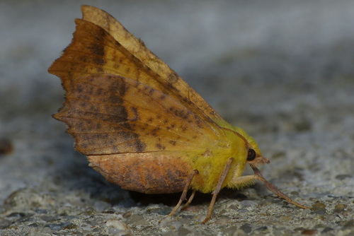 Ennomos alniaria