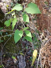 Matelea hirtelliflora