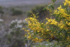 Acacia subcaerulea