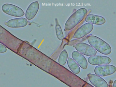 Hypomyces polyporinus