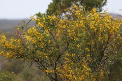 Acacia subcaerulea