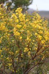 Acacia subcaerulea