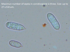 Hypomyces polyporinus