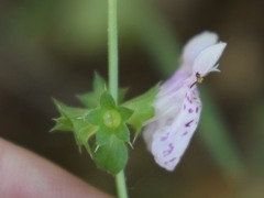 Stachys rigida