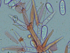 Hypomyces polyporinus