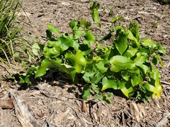 Matelea hirtelliflora