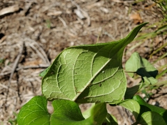 Matelea hirtelliflora
