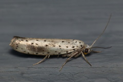 Yponomeuta irrorellus