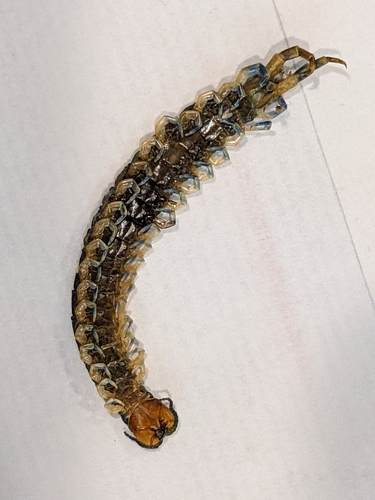 Eastern Bark Centipede photo 6