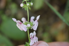 Stachys rigida