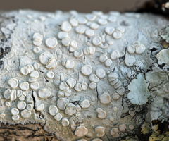 Lecanora caesiorubella glaucomodes