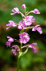 Platanthera grandiflora