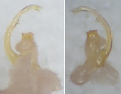 Polydesmus testaceus