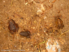 Pristimantis unistrigatus