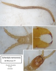 Schendyla nemorensis