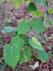 Matelea hirtelliflora