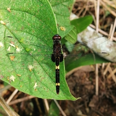 Erythemis attala