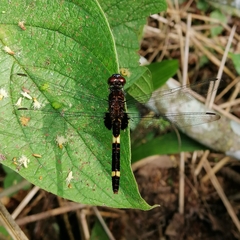 Erythemis attala