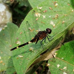 Erythemis attala