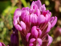 Castilleja ambigua humboldtiensis