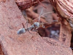 Dorymyrmex antillanus