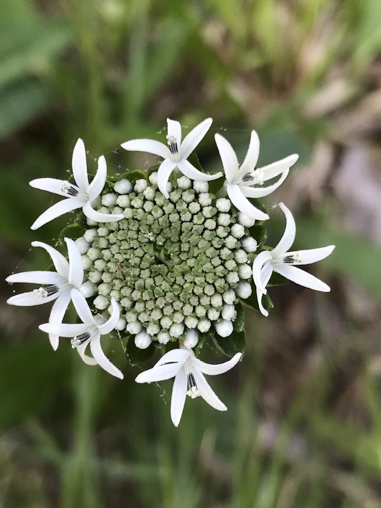 Marshalliinae