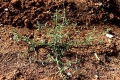 Corispermum hyssopifolium