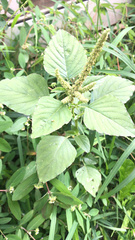 Amaranthus
