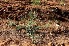 Corispermum hyssopifolium