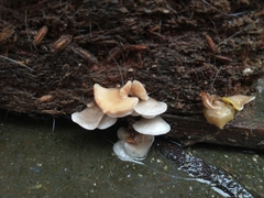 Crepidotus