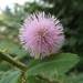 Giant Sensitive Plant - Photo (c) Kevin Meza, some rights reserved (CC BY-NC)