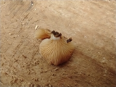 Crepidotus