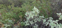 Cistus parviflorus