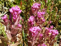 Castilleja ambigua humboldtiensis