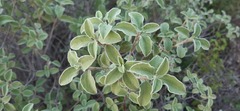 Cistus parviflorus