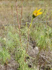 Helianthus salicifolius