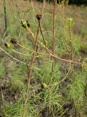 Helianthus salicifolius