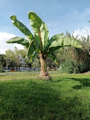 Ensete