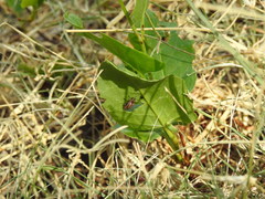 Disonycha bicarinata