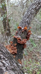 Auricularia fuscosuccinea image