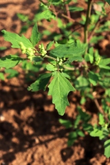 Chenopodium acerifolium