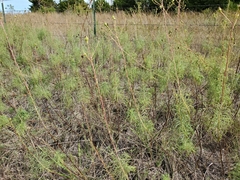 Helianthus salicifolius